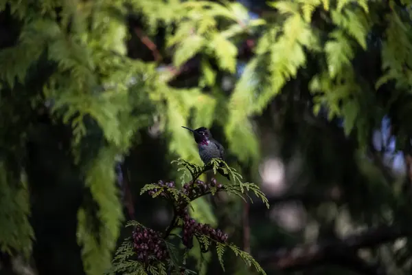 Pássaro Está Sentado Galho Uma Árvore Floresta — Fotografia de Stock