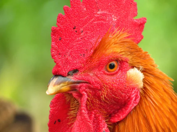 赤い髪の茶色の鶏のクローズアップは — ストック写真