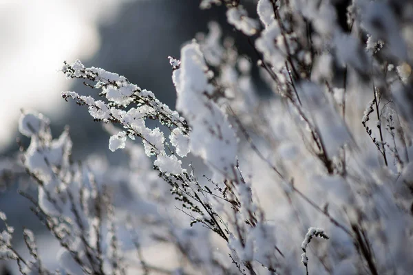 Árboles Cubiertos Nieve Bosque — Foto de Stock