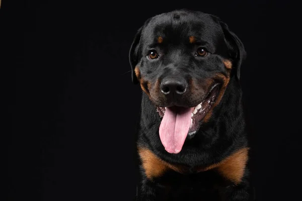 黒と白の美しい犬の肖像画です — ストック写真