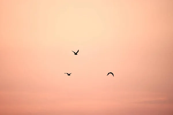 Hermoso Atardecer Sobre Mar — Foto de Stock