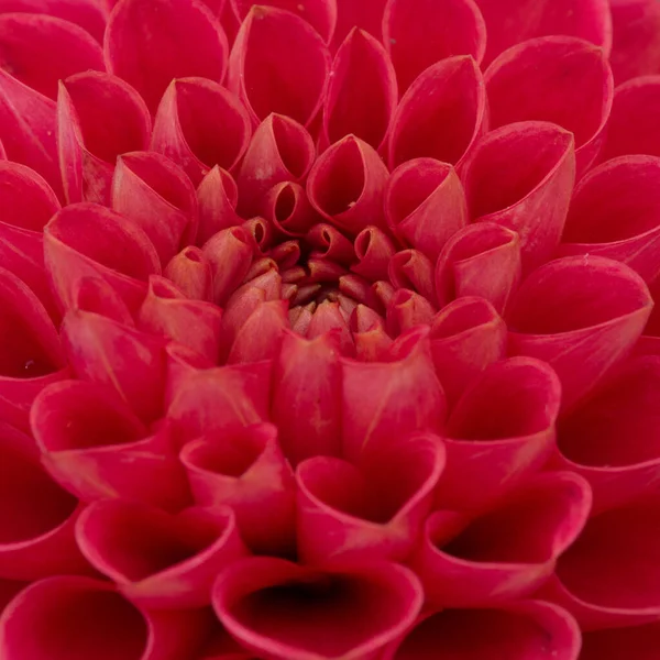 Красивый Красный Цветок Далии Крупным Планом — стоковое фото