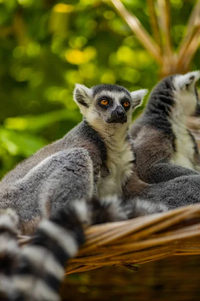 Porträtt Nyfiken Lemur Ring — Stockfoto