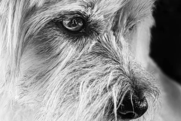 Портрет Собаки — стокове фото