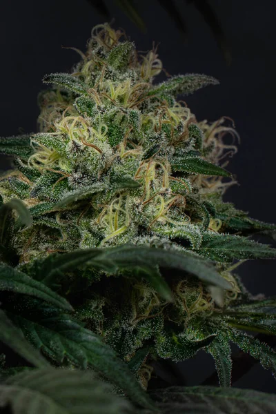 Marijuana Plant Growing Garden — Stock Photo, Image