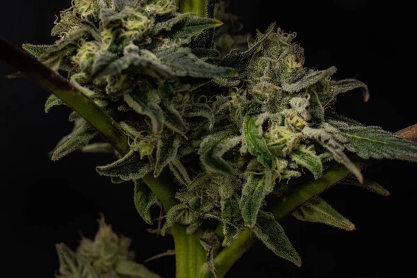 Marihuana Medicinal Cogollos Cannabis —  Fotos de Stock