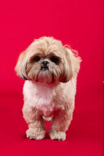 Cute Dog Red Background — Stock Photo, Image