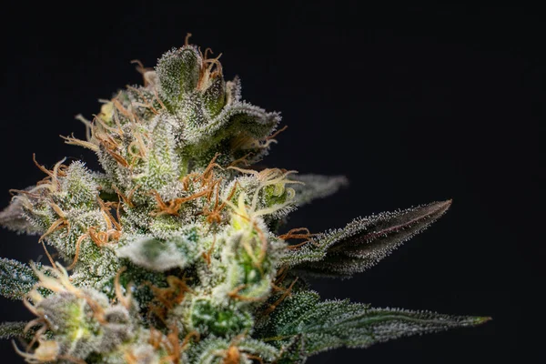 Närbild Marijuana Växt — Stockfoto