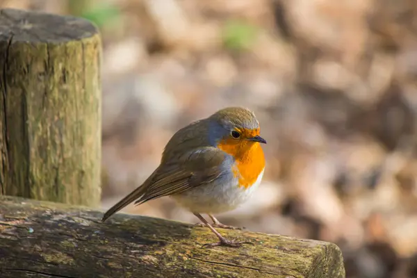 Primo Piano Bellissimo Uccello — Foto Stock