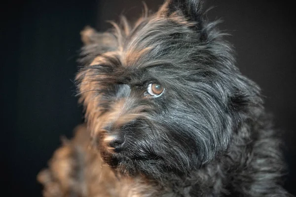 Portret Van Een Schattige Hond Achtergrond Close — Stockfoto