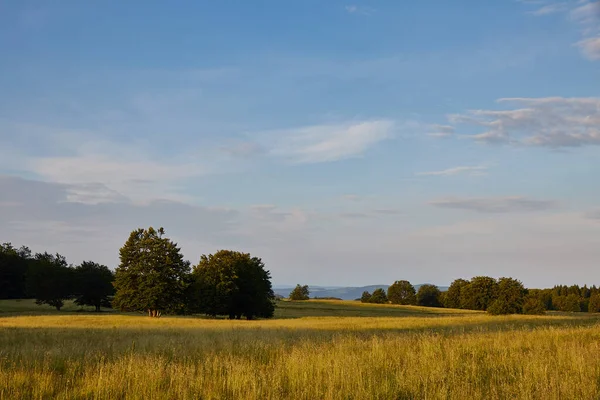 木々や青空が広がる美しい風景 — ストック写真