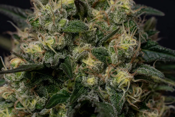 Marijuanaplantor Cannabisknoppar Närbild — Stockfoto