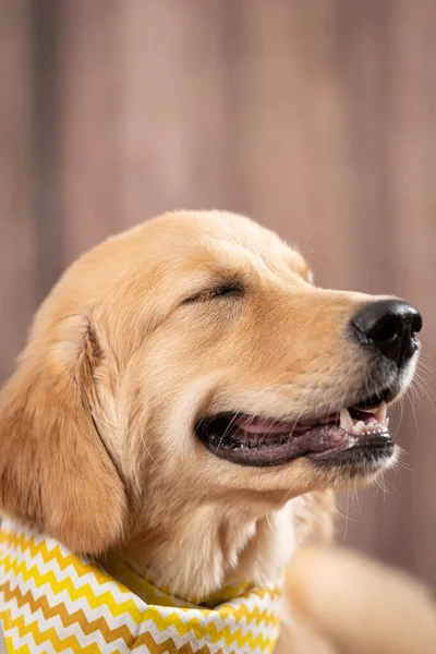 Золотистая Собака Ретривер Лежит Полу — стоковое фото