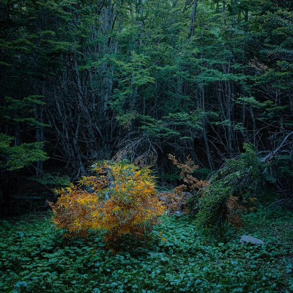 Vacker Landskap Skogen Natur Bakgrund — Stockfoto