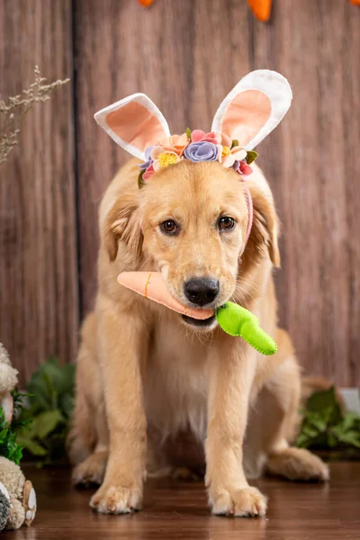 Lapin Mignon Avec Des Oreilles Lapin Pâques Sur Fond Bois — Photo