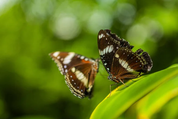 Borboleta Uma Flor — Fotografia de Stock