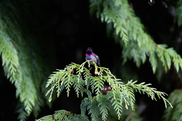 Ormanda Bir Kuş — Stok fotoğraf