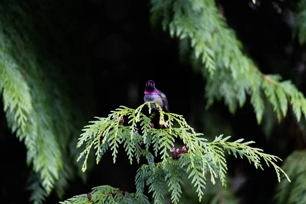 Pássaro Floresta — Fotografia de Stock