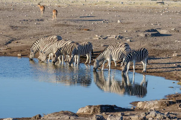 Cebras Agua Una Manada Animales Vida Silvestre Fauna —  Fotos de Stock