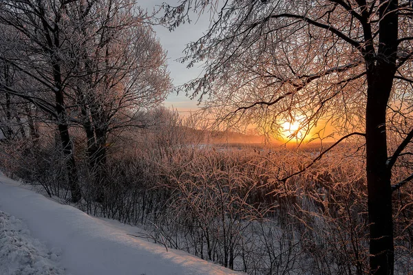 Paisagem Inverno Com Árvores Cobertas Neve — Fotografia de Stock