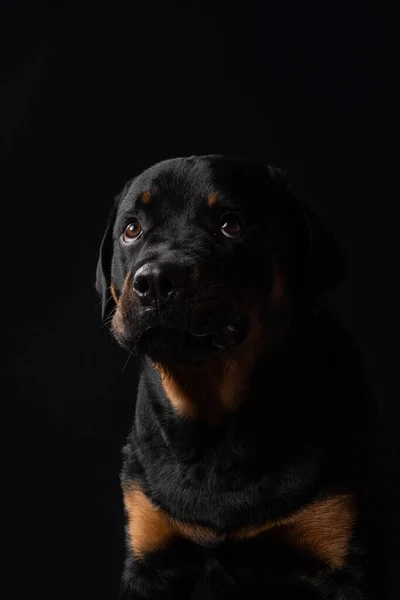 Porträt Eines Niedlichen Hundes Auf Schwarzem Hintergrund — Stockfoto