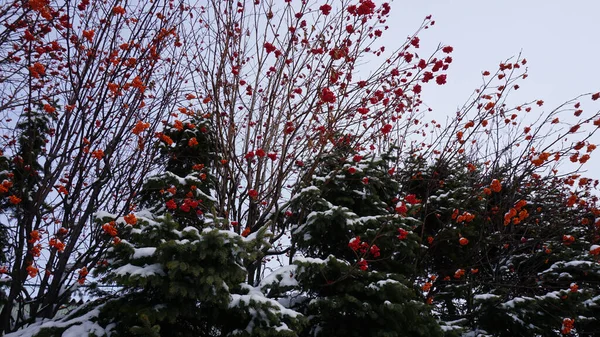 Schöne Winterlandschaft Mit Schnee — Stockfoto