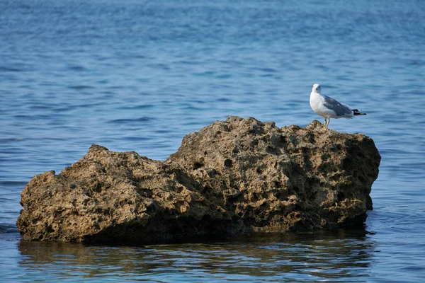 Möwe Der Meeresküste — Stockfoto