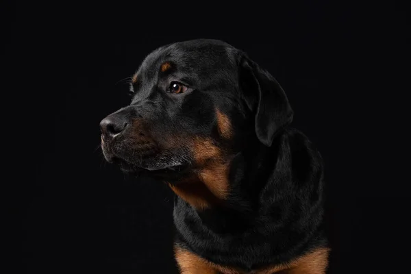 Retrato Lindo Perro Salchicha Sobre Fondo Negro — Foto de Stock