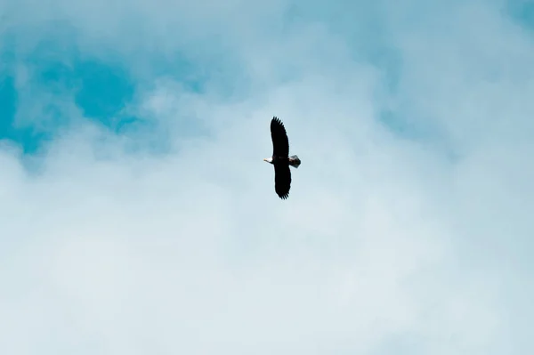 空を飛ぶワシ — ストック写真