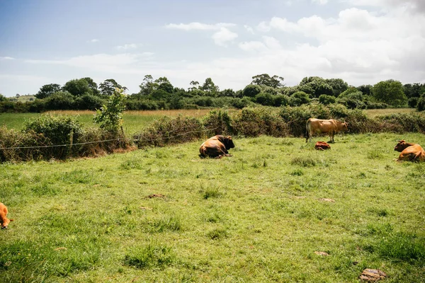 Коровы Пасутся Зеленом Лугу — стоковое фото