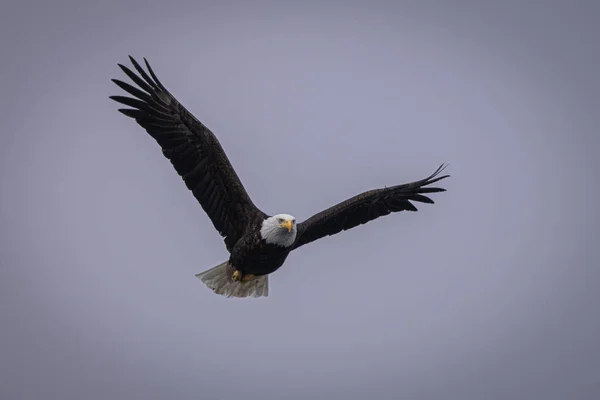 Águila Calva Volando Cielo —  Fotos de Stock