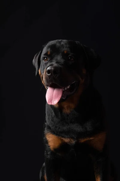 Porträtt Söt Hund Svart Bakgrund — Stockfoto