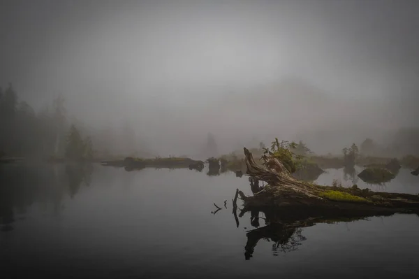 霧の中の朝自然を背景に — ストック写真