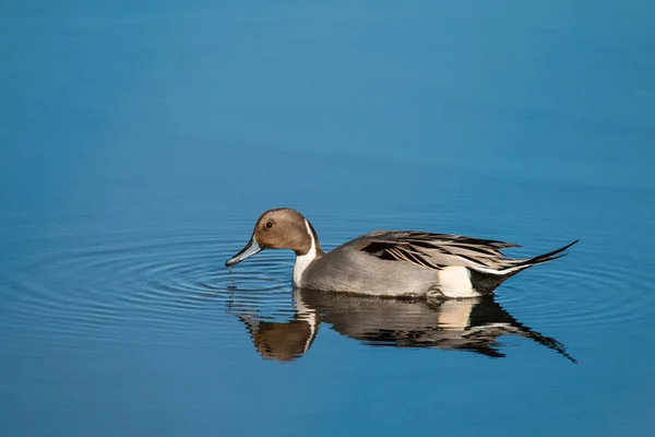 Vue Panoramique Bel Oiseau Nature — Photo