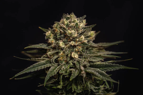 Medicinsk Marijuana Och Cannabis Knoppar — Stockfoto