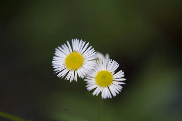 Красивый Белый Цветок Маргаритки Саду — стоковое фото
