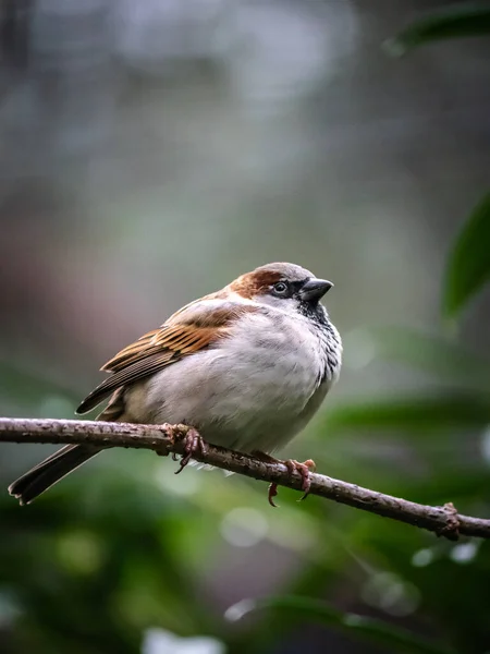 Een Vogel Een Tak Van Een Boom — Stockfoto