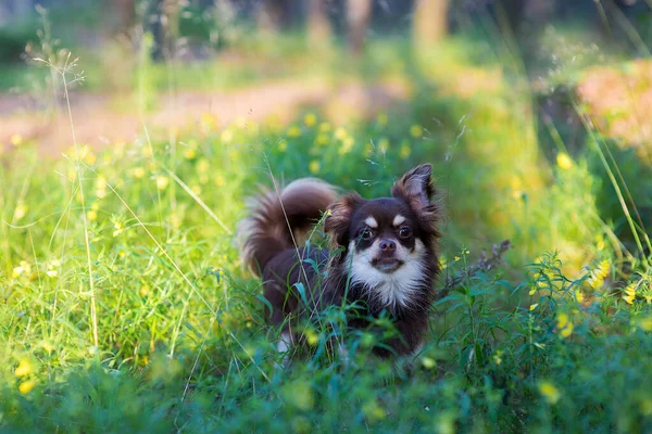 Милий Маленький Собака Саду — стокове фото