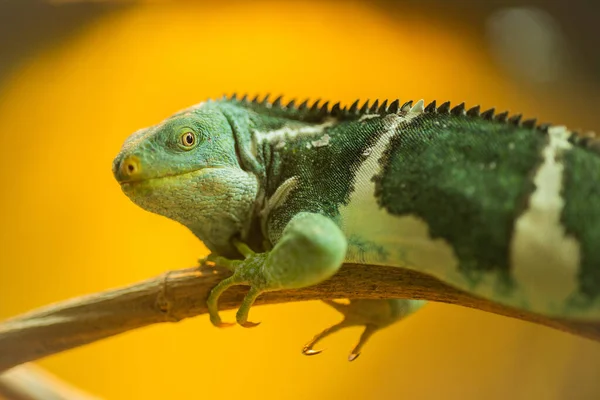 Green Iguana Branch — Stock Photo, Image
