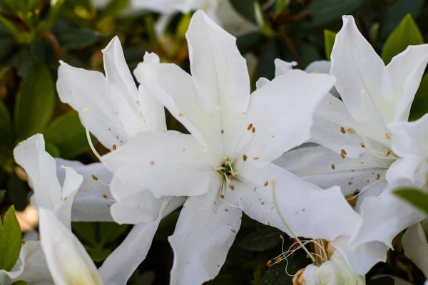 Flores Brancas Fundo Close — Fotografia de Stock