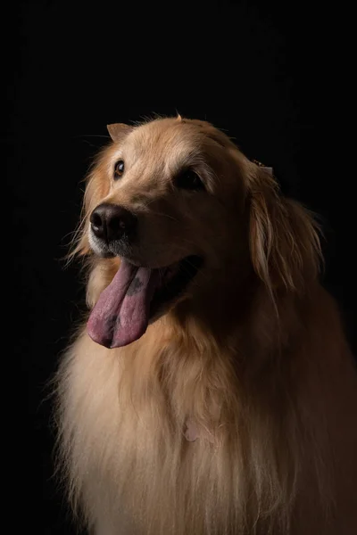 Portré Egy Gyönyörű Kutya Háttérben Közelről — Stock Fotó
