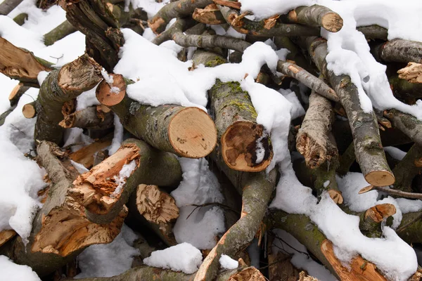 Haufen Schneebedeckter Baumstämme Winterwald — Stockfoto