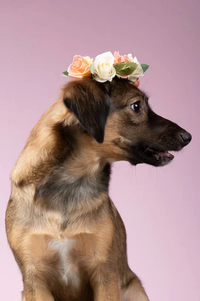 Potret Anjing Lucu Terisolasi Latar Belakang — Stok Foto