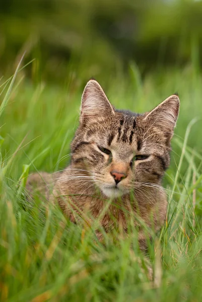 Kočka Trávě — Stock fotografie