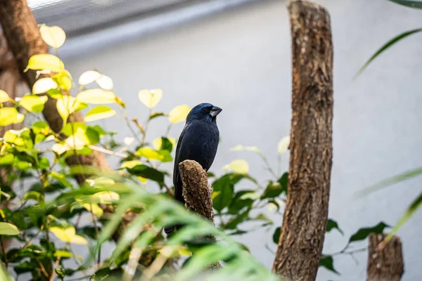 Pájaro Está Sentado Una Rama Árbol —  Fotos de Stock