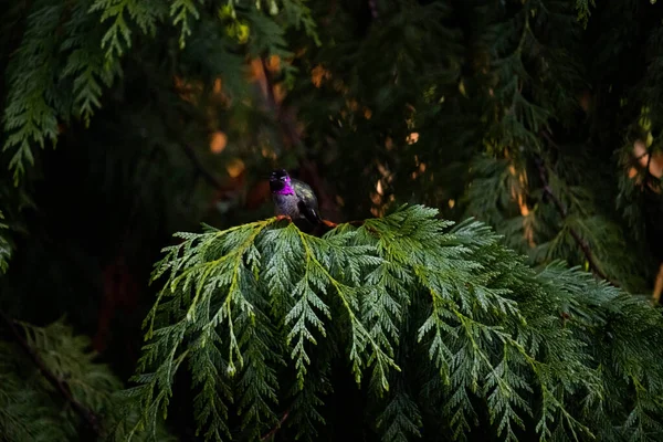 Pássaro Floresta — Fotografia de Stock