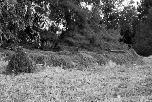 Foto Preto Branco Uma Bela Árvore Floresta — Fotografia de Stock