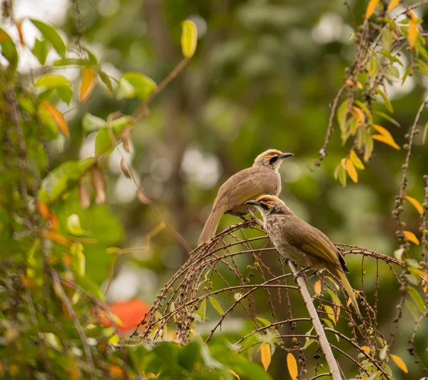 Oiseau Sur Une Branche Dans Forêt — Photo