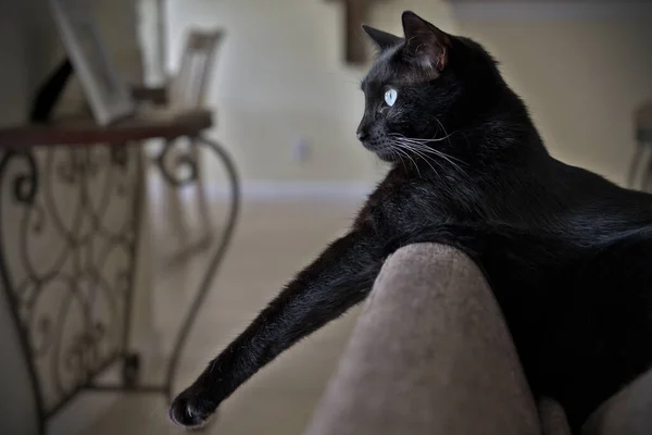 Gatto Nero Con Gli Occhi Bianchi — Foto Stock