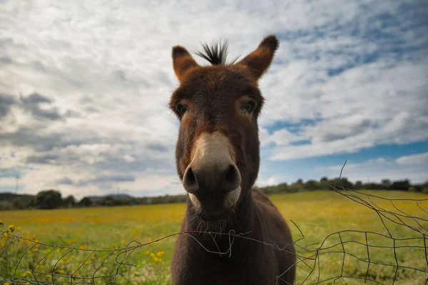 Häst Åkern — Stockfoto